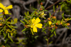 Hibbertia papillata