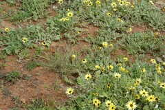 Arctotheca calendula