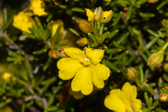 Hibbertia papillata