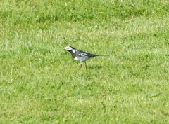 Motacilla alba yarrellii