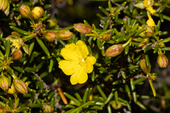 Hibbertia papillata