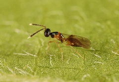 Hemiptarsenus ornatus