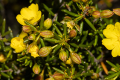 Hibbertia papillata