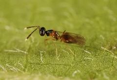 Hemiptarsenus ornatus
