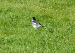 Motacilla alba yarrellii