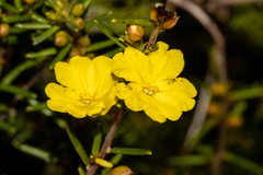 Hibbertia papillata