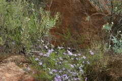 Felicia filifolia