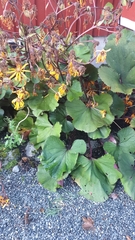 Ligularia dentata