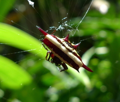 Gasteracantha fornicata