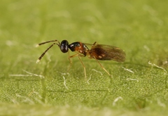 Hemiptarsenus ornatus