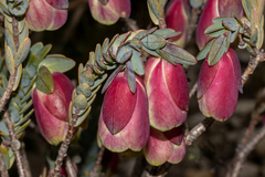 Pimelea physodes