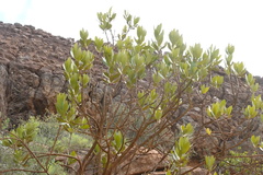 Hyaenanche globosa