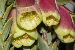 Pimelea physodes