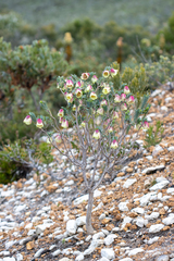 Pimelea physodes