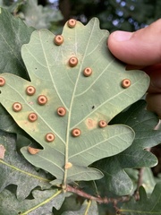 Neuroterus numismalis