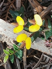 Bossiaea prostrata
