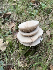 Macrolepiota procera