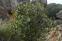 Hyaenanche globosa