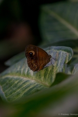 Mycalesis patnia