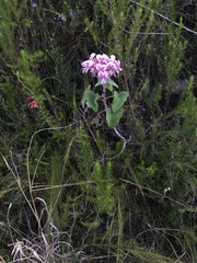Pelargonium cordifolium