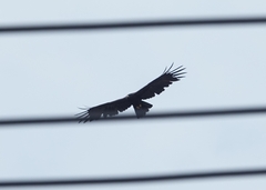 Ictinaetus malaiensis