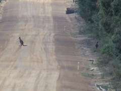 Macropus fuliginosus