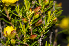 Hibbertia papillata