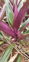 Tradescantia spathacea
