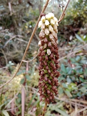 Gomphichis