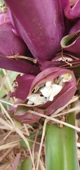 Tradescantia spathacea