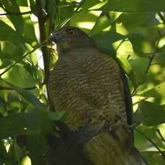 Accipiter badius