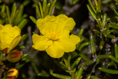 Hibbertia papillata