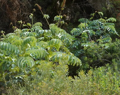 Melianthus major