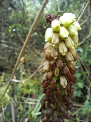 Gomphichis