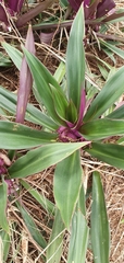 Tradescantia spathacea
