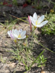 Ixia orientalis