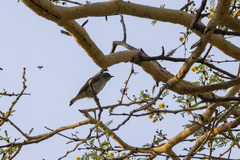 Prodotiscus regulus regulus