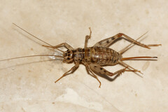 Gryllomorpha dalmatina