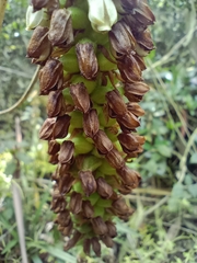 Gomphichis