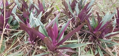 Tradescantia spathacea