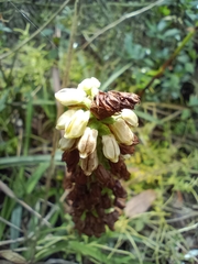 Gomphichis