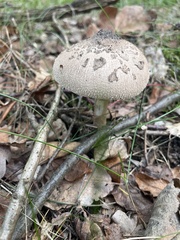Macrolepiota procera