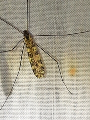 Limonia annulata