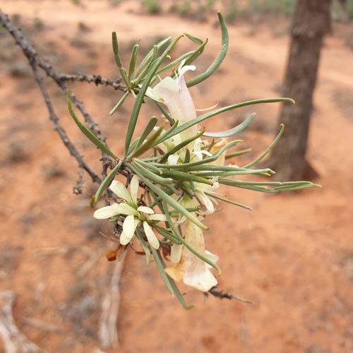 Image of Eremophila oppositifolia by (c) Shelomi Doyle, some rights reserved (CC BY)