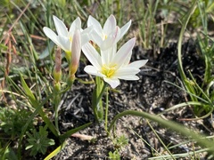 Ixia orientalis