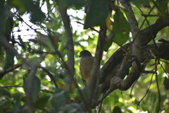 Accipiter badius