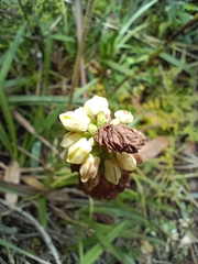 Gomphichis