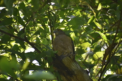 Accipiter badius