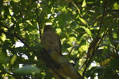 Accipiter badius