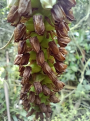 Gomphichis